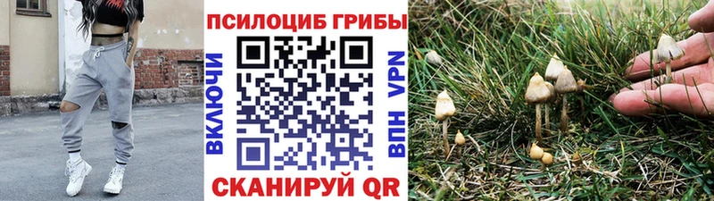 hydra ссылка  Эртиль  Псилоцибиновые грибы MAGIC MUSHROOMS  купить наркоту 